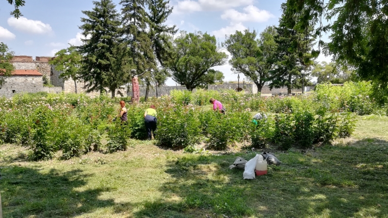 От този следобед се облагородява розариумът до крепостта Баба Вида във Видин Бригада