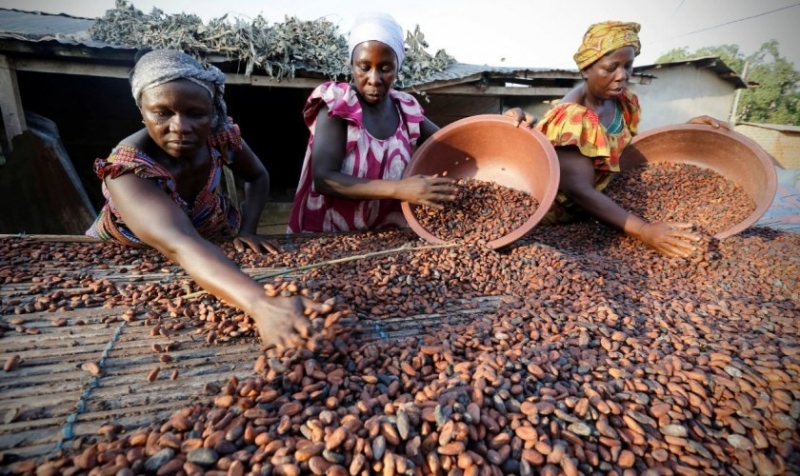 Гана вдига цената на какаото с 21% за сезон 2022/23