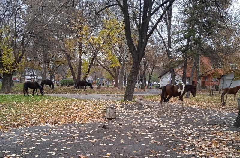Коне превзеха паркове и градинки във Видин научи агенция Bulnews