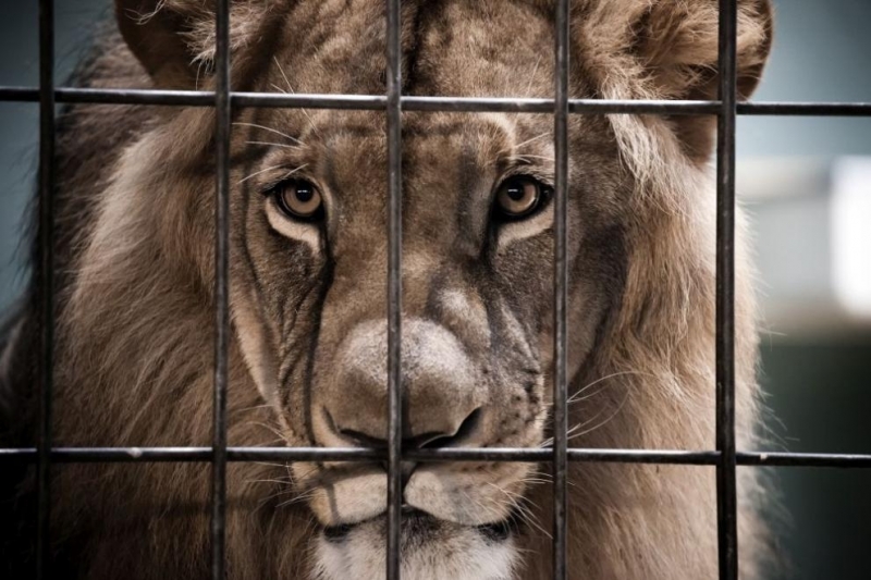 Служителка бе нападната от лъв в зоопарка на град Оснабрюк