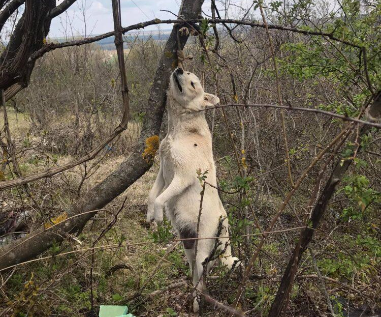 Седемнайсет кучета вързани да висят на дърво са били намерени