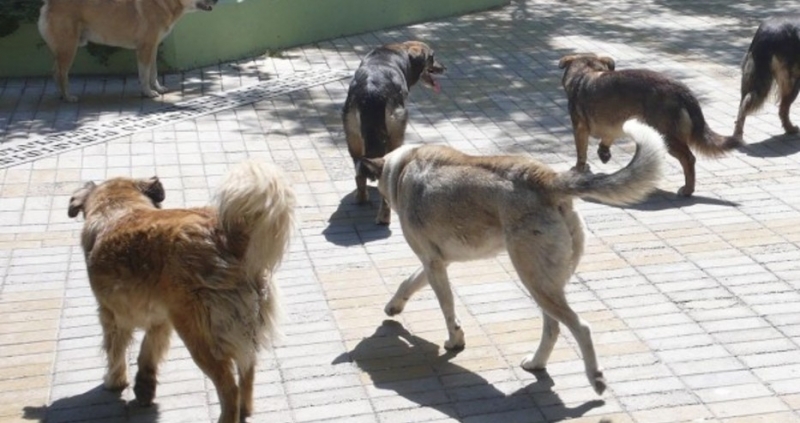 Собствениците на домашни кучета в бургаския кв.Сарафово вече не извеждат