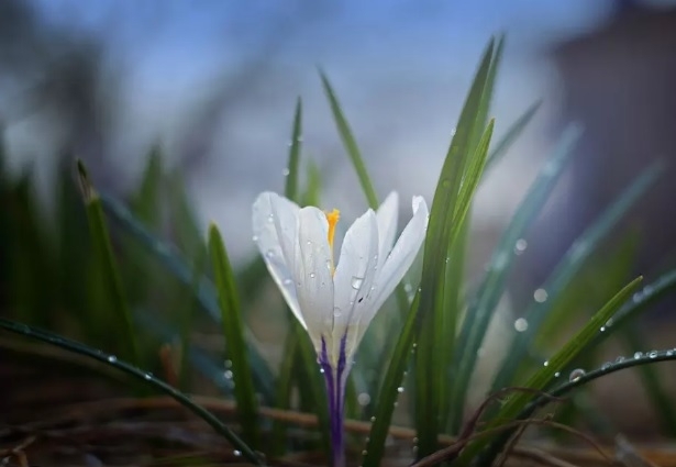 През нощта над западната половина от страната облачността ще намалее