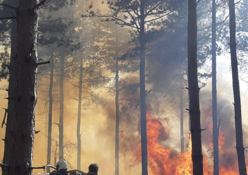 Гръцки пожарникари гасят горски пожар на Атон но пожарът не
