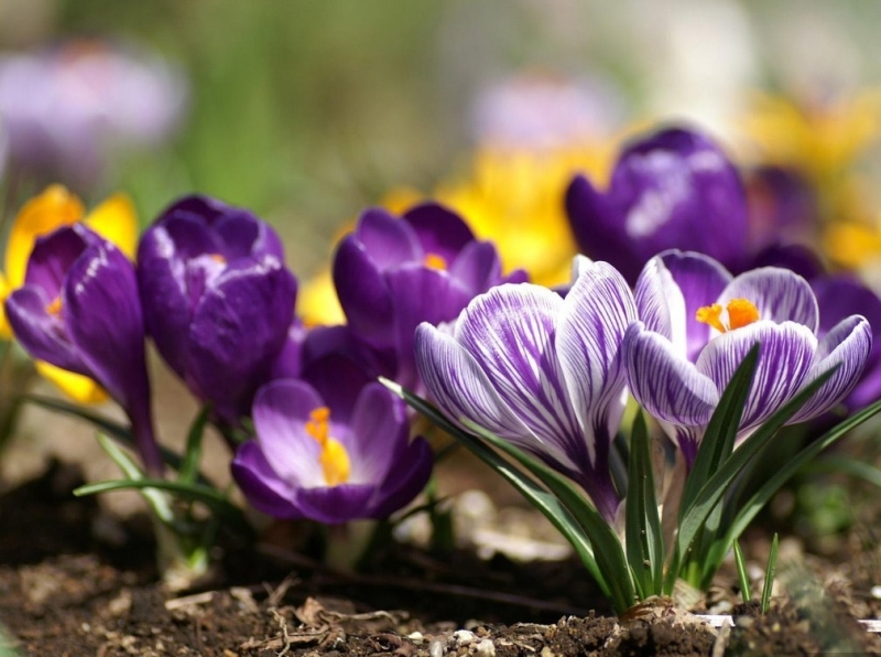 През деня ще бъде слънчево с разкъсана висока облачност Ще