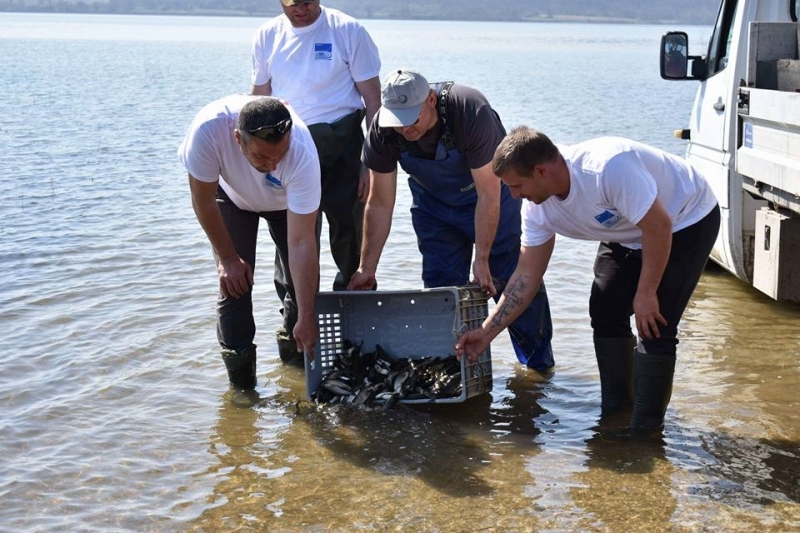 Днес от сдружение Рибар извършиха зарибяване на язовир Огоста като