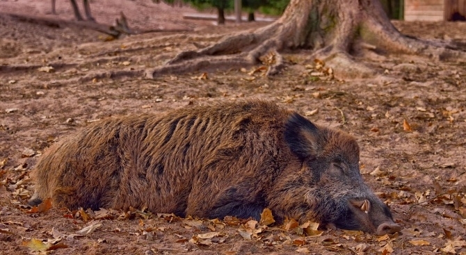 Разфасовано месо от диво прасе е открито в багажника на автомобил малко