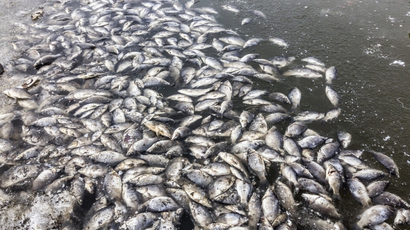 РИОСВ установи мъртва риба в река Черна след замърсяване от бетонов възел
