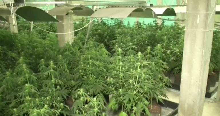 Депо за разпространение на наркотици разбиха антимафиоти във Велико Търново