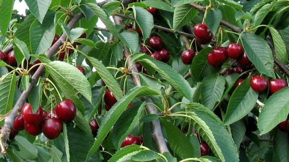 Служители от областната дирекция и районните управления във Видин Белоградчик