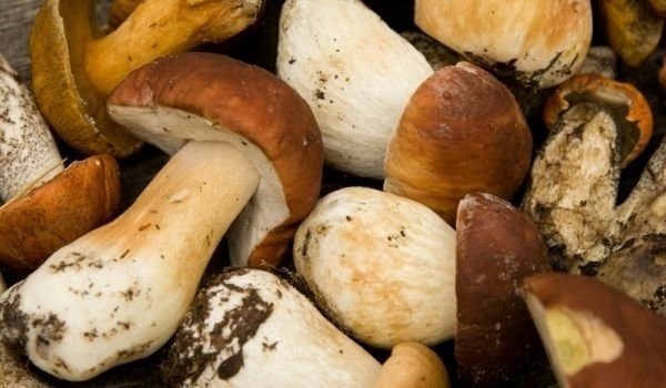 Към 17 30 часа вчера на ул Република във Вършец дежурен