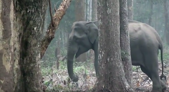 Видеозапис на дива слоница в Индия издухваща пепел и дим