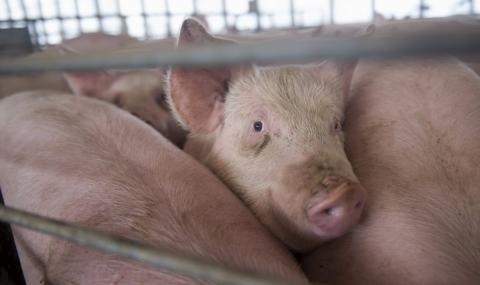 Изтича срокът в който стопаните от Южна България трябва доброволно