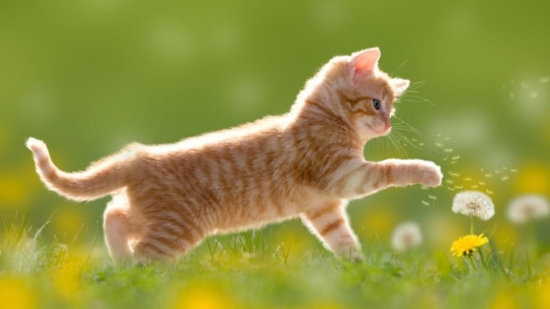 Времето днес ще бъде слънчево След обяд над планините ще