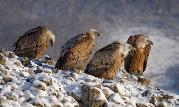 Продължава да расте числеността на белоглавите лешояди в Източните Родопи