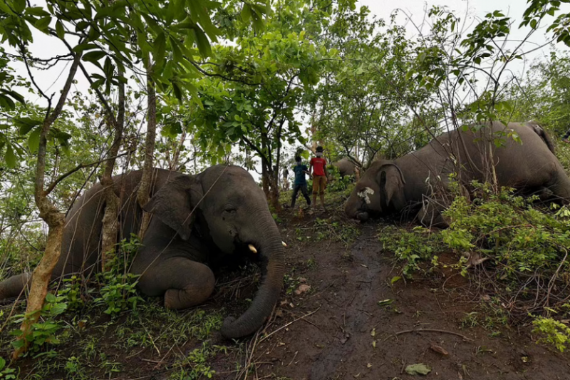 Осемнадесет мъртви слона са открити в североизточния индийски щат Асам