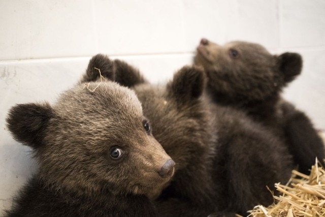 До днес поставените фотокапани на мястото където в събота бяха