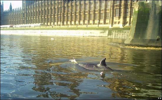 Кит обърка Лондон с Арктика Белугата която обитава арктическите райони беше