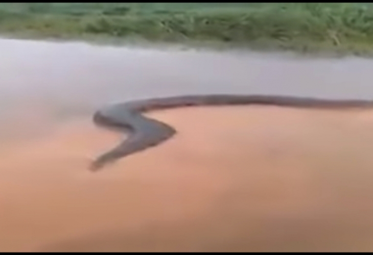 Анакондите предизвикват страх у хората поради огромния си размер Те