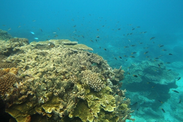 Големият бариерен риф в Австралия се е превърнал в масово