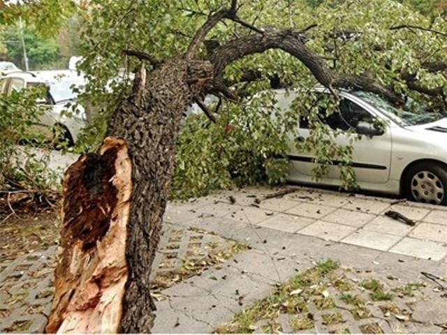 Голямо дърво падна върху кола и хотел в Чипровци съобщиха