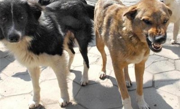 Глутница бездомни кучета нападнаха 9 годишната Каролина Рупова в Благоевград в