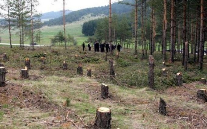 Поголовна сеч! Геодезист изсякъл незаконно 32 кубика дърва в Mездренско
