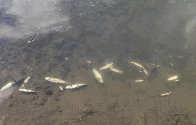 Количеството на мъртвата риба в река Черна в Смолян е