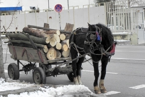 Заловиха берковчанин с каруца с незаконни дърва съобщиха от МВР