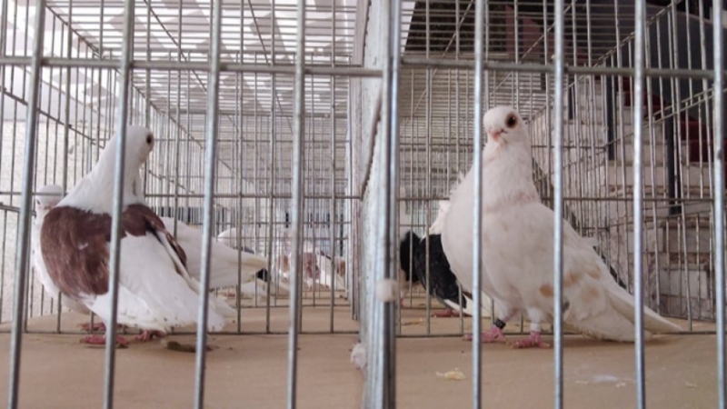 Изложба на гълъби и пойни птици откриха във Видин Организатор