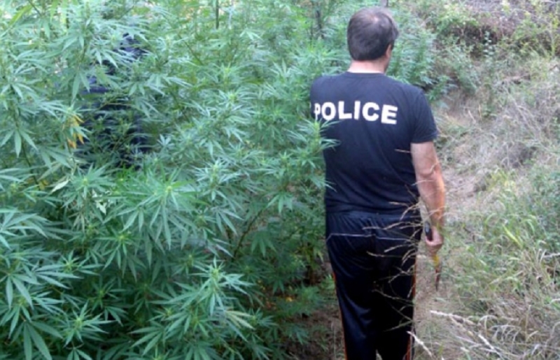 Полицията е открила наркоплантация край врачанското село Галиче съобщиха от