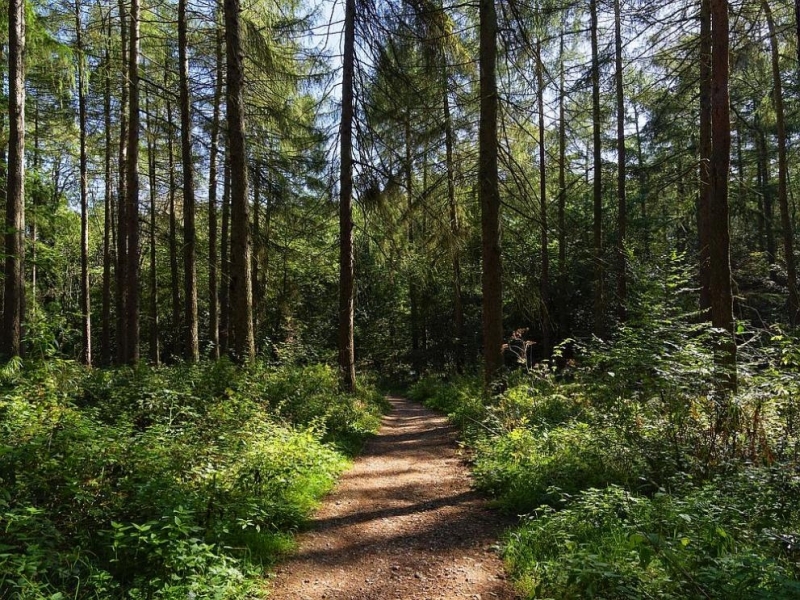 Откриха възрастен мъж изгубил се в гората съобщиха от полицията Сигналът