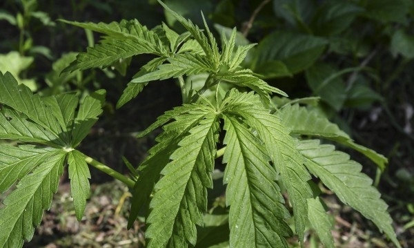 Служители на реда са намерили канабис в двора на къщата