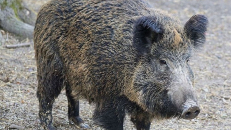 Заради чумата по свинете отстрелът на дива свиня в района