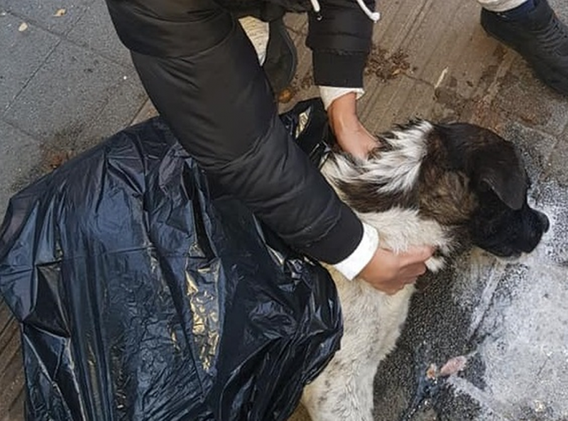 Труп на куче е ужасил жителите на Монтана съобщиха служителите