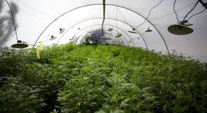 Наркооранжерия е открита в землището на врачанско село съобщиха от