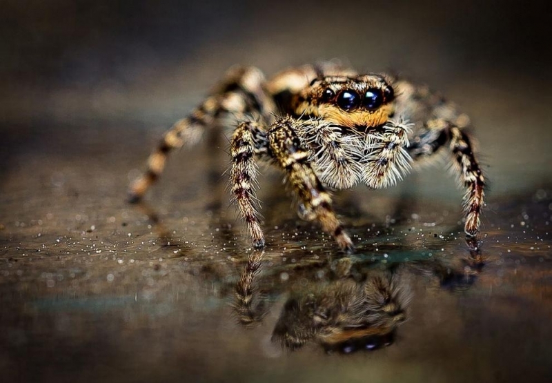 Смъртоносни паяци които могат да оцелеят под вода повече от