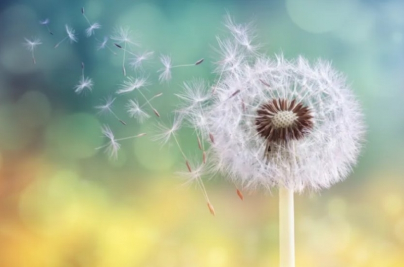 Глухарчето е истинска съкровищница от полезни вещества То е едно