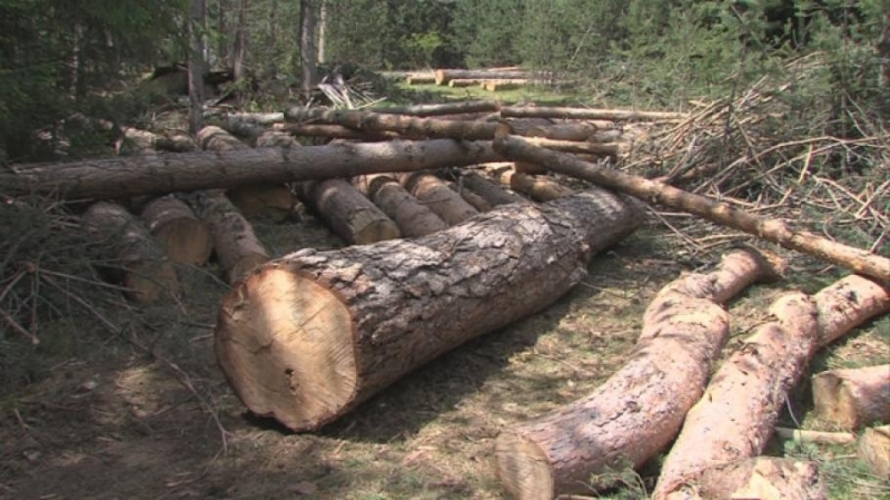 Прокуратурата излезе с информация за скандалния случай с поголовна сеч