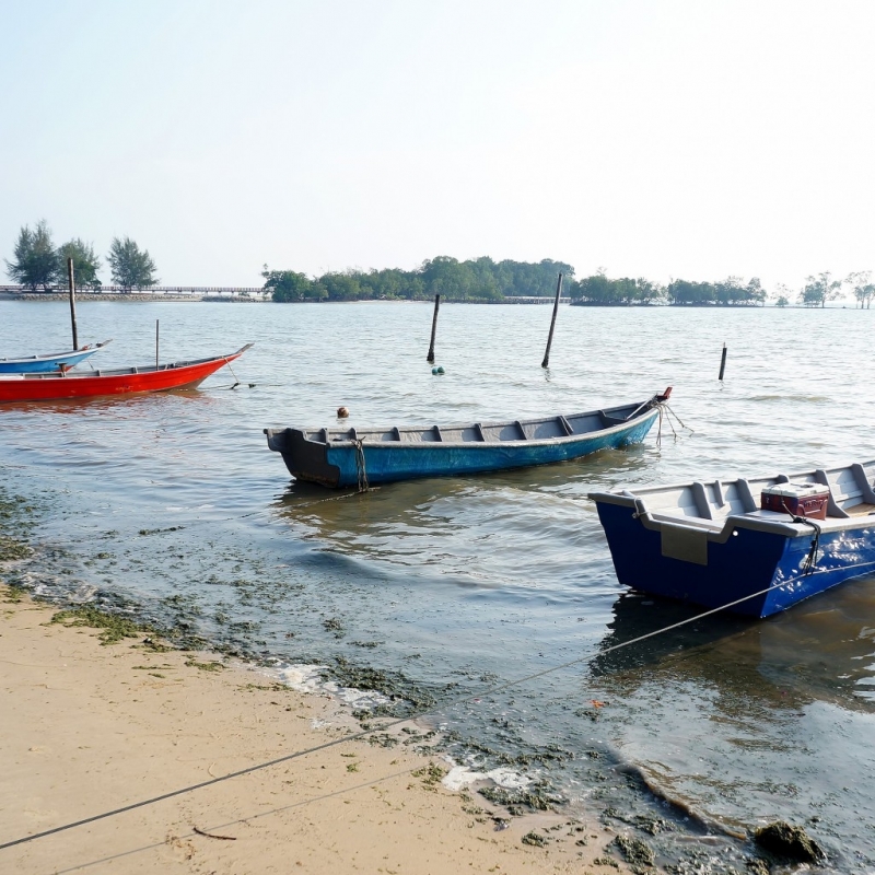 Рибата изчезна от Черно море