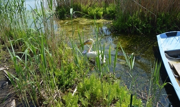Експерти на РИОСВ Русе освободиха вчера екземпляр от вида