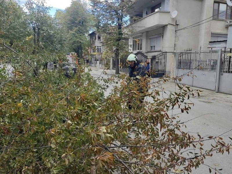 Мощната буря удари и Монтана, събори десетки дървета
