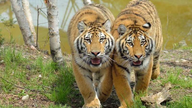 Два лъва два тигъра и ягуар избягаха от германски зоопарк