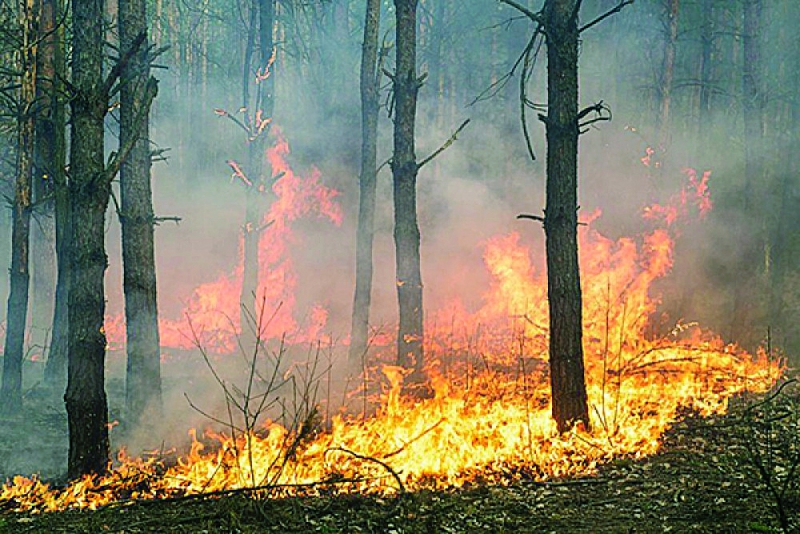 Голям пожар унищожи 12 декара гора във Видинско, съобщиха от