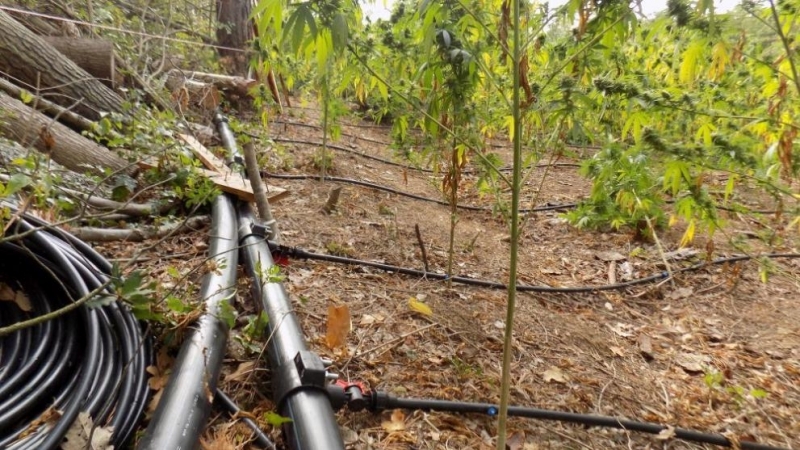 Канабисова нива бе открита в понеделник край язовир Папаз дере до