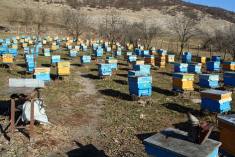 Крадци са отмъкнали 6 кошера с пчели от къща на