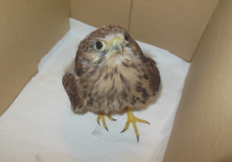 Експерти от РИОСВ Враца спасиха две птици в края на миналата