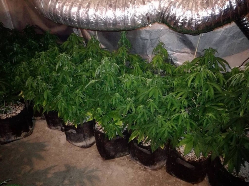 Полицаи са разкрили накооранжерия във Врачанско съобщиха от МВР Вчера след