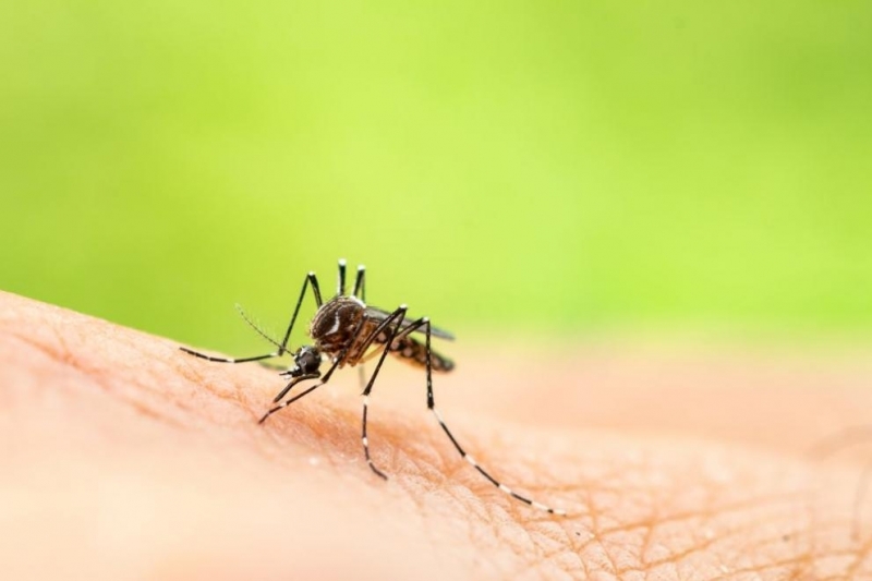 Комар който ухапе човек заразен с коронавирус не може да