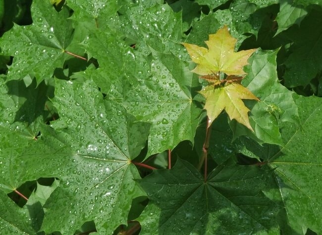 През деня отново ще духа вятър от изток североизток и ще